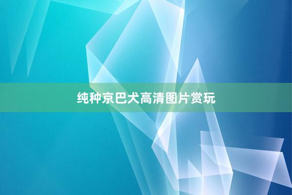 纯种京巴犬高清图片赏玩